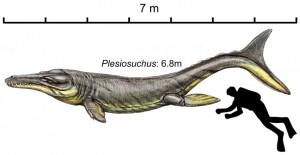 Size of Plesiosuchus compared to a human. (Source: Young MT, Brusatte SL, de Andrade MB, Desojo JB, Beatty BL, et al. (2012) The Cranial Osteology and Feeding Ecology of the Metriorhynchid Crocodylomorph Genera Dakosaurus and Plesiosuchus from the Late Jurassic of Europe. PLoS ONE 7(9): e44985. doi:10.1371/journal.pone.0044985)