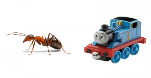 thomas-ant